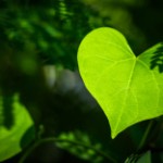 heart-leaf